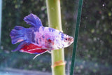 Giant Nemo Koi Galaxy  Plakat Male Betta (ID#801-M200) Free2Day SHIPPING