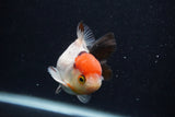 Short Body Thai Oranda  Tricolor 3.5 Inch (ID#0107T14b-108) Free2Day SHIPPING