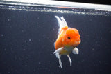 Thai Oranda  Sakura 4.5 Inch (ID#1115To5b-94) Free2Day SHIPPING