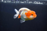 Juvenile Lionchu  Red White 3.5 Inch (ID#1025R11a-29) Free2Day SHIPPING