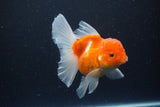 Thai Oranda  Sakura 4.5 Inch (ID#1115To5b-94) Free2Day SHIPPING