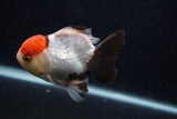 Short Body Thai Oranda  Tricolor 3.5 Inch (ID#0107T14b-108) Free2Day SHIPPING