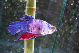 Giant Nemo Koi Galaxy  Plakat Male Betta (ID#801-M200) Free2Day SHIPPING