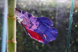 Giant Nemo Koi Galaxy  Plakat Male Betta (ID#801-M200) Free2Day SHIPPING