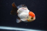 Short Body Thai Oranda  Tricolor 3.5 Inch (ID#0107T14b-108) Free2Day SHIPPING