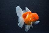 Thai Oranda  Sakura 4.5 Inch (ID#1115To5b-94) Free2Day SHIPPING