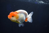 Juvenile Lionchu  Red White 3.5 Inch (ID#1025R11a-29) Free2Day SHIPPING