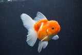 Thai Oranda  Sakura 4.5 Inch (ID#1115To5b-94) Free2Day SHIPPING