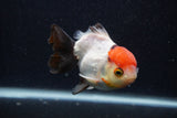 Short Body Thai Oranda  Tricolor 3.5 Inch (ID#0107T14b-108) Free2Day SHIPPING