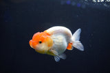 Juvenile Lionchu  Red White 3.5 Inch (ID#1025R11a-29) Free2Day SHIPPING