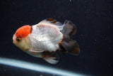 Short Body Thai Oranda  Tricolor 3.5 Inch (ID#0107T14b-108) Free2Day SHIPPING