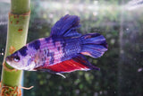 Giant Nemo Koi Galaxy  Plakat Male Betta (ID#801-M200) Free2Day SHIPPING