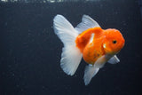 Thai Oranda  Sakura 4.5 Inch (ID#1115To5b-94) Free2Day SHIPPING