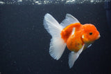 Thai Oranda  Sakura 4.5 Inch (ID#1115To5b-94) Free2Day SHIPPING