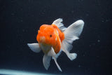 Thai Oranda  Sakura 4.5 Inch (ID#1115To5b-94) Free2Day SHIPPING