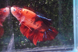 Giant Nemo Koi Galaxy  Plakat Male Betta (ID#801-M201) Free2Day SHIPPING