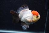 Short Body Thai Oranda  Tricolor 3.5 Inch (ID#0107T14b-108) Free2Day SHIPPING