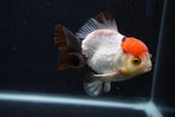 Short Body Thai Oranda  Tricolor 3.5 Inch (ID#0107T14b-108) Free2Day SHIPPING