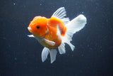 Thai Oranda  Sakura 4.5 Inch (ID#1115To5b-94) Free2Day SHIPPING