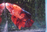 Giant Nemo Koi Galaxy  Plakat Male Betta (ID#801-M201) Free2Day SHIPPING