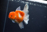 Thai Oranda  Sakura 4.5 Inch (ID#1115To5b-94) Free2Day SHIPPING