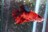 Giant Nemo Koi Galaxy  Plakat Male Betta (ID#801-M201) Free2Day SHIPPING