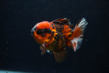 Short Body Thai Oranda  Calico 3.5 Inch (ID#0107T14b-109) Free2Day SHIPPING