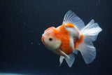 Thai Oranda  Sakura 5 Inch (ID#1115To5b-95) Free2Day SHIPPING