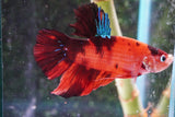 Giant Nemo Koi Galaxy  Plakat Male Betta (ID#801-M201) Free2Day SHIPPING