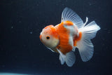 Thai Oranda  Sakura 5 Inch (ID#1115To5b-95) Free2Day SHIPPING