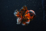 Short Body Thai Oranda  Calico 3.5 Inch (ID#0107T14b-109) Free2Day SHIPPING