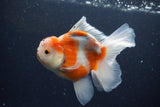 Thai Oranda  Sakura 5 Inch (ID#1115To5b-95) Free2Day SHIPPING