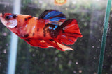 Giant Koi Galaxy   Plakat Male Betta (ID#801-M202) Free2Day SHIPPING