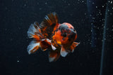 Short Body Thai Oranda  Calico 3.5 Inch (ID#0107T14b-109) Free2Day SHIPPING