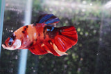 Giant Koi Galaxy   Plakat Male Betta (ID#801-M202) Free2Day SHIPPING