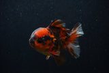 Short Body Thai Oranda  Calico 3.5 Inch (ID#0107T14b-109) Free2Day SHIPPING