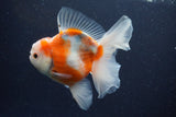 Thai Oranda  Sakura 5 Inch (ID#1115To5b-95) Free2Day SHIPPING