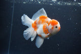 Thai Oranda  Sakura 5 Inch (ID#1115To5b-95) Free2Day SHIPPING