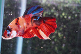 Giant Koi Galaxy   Plakat Male Betta (ID#801-M202) Free2Day SHIPPING