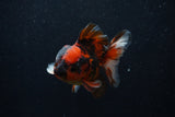 Short Body Thai Oranda  Calico 3.5 Inch (ID#0107T14b-109) Free2Day SHIPPING