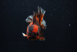 Short Body Thai Oranda  Calico 3.5 Inch (ID#0107T14b-109) Free2Day SHIPPING