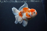 Thai Oranda  Sakura 5 Inch (ID#1115To5b-95) Free2Day SHIPPING