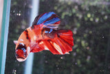 Giant Koi Galaxy   Plakat Male Betta (ID#801-M202) Free2Day SHIPPING