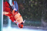 Giant Koi Galaxy   Plakat Male Betta (ID#801-M202) Free2Day SHIPPING