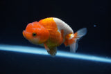 Juvenile Lionchu  Red White 3.5 Inch (ID#1029R11b-21) Free2Day SHIPPING