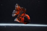 Short Body Thai Oranda  Calico 3.5 Inch (ID#0107T14b-109) Free2Day SHIPPING