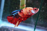 Giant Koi Galaxy   Plakat Male Betta (ID#801-M202) Free2Day SHIPPING