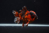 Short Body Thai Oranda  Calico 3.5 Inch (ID#0107T14b-109) Free2Day SHIPPING