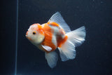 Thai Oranda  Sakura 5 Inch (ID#1115To5b-95) Free2Day SHIPPING