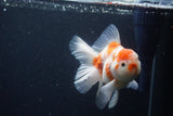 Thai Oranda  Sakura 5 Inch (ID#1115To5b-95) Free2Day SHIPPING